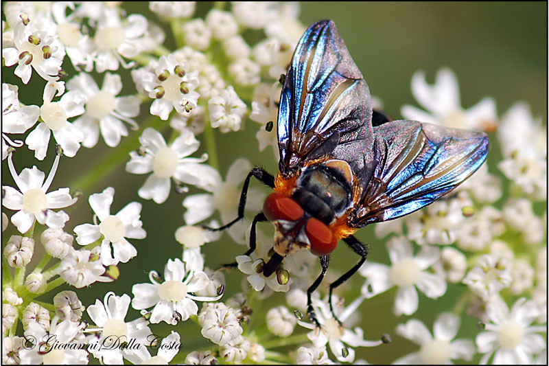 Phasia hemiptera
